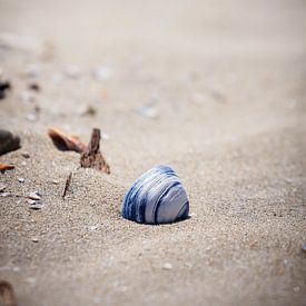 Shell sur la plage d'Ameland sur Peter Boon