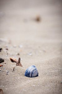 Shell sur la plage d'Ameland sur Peter Boon