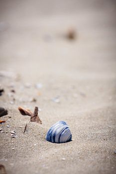 Muschel am Strand von Ameland