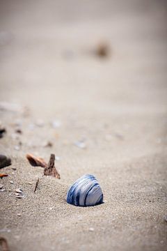 Muschel am Strand von Ameland von Peter Boon