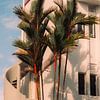 Art Deco in den Tropen: Palmen und Architektur im Morgenlicht von NZME Photography