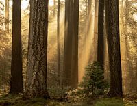 Ein magischer Morgen im September