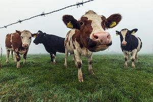 Vaches curieuses par un matin brumeux