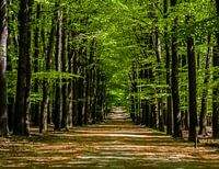 Bomen