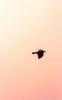 Oiseau au coucher du soleil