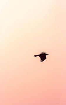 Vogel bij zonsondergang van Thomas Procek