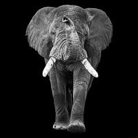 Running elephant with trunk up