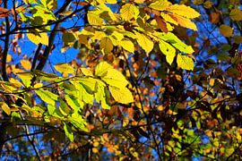 Autumn time