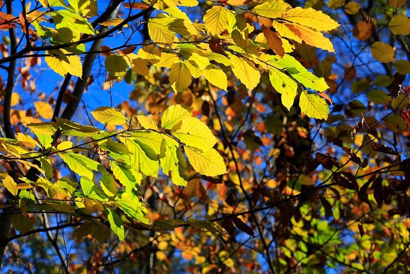 Herbstzeit von Thomas Jäger