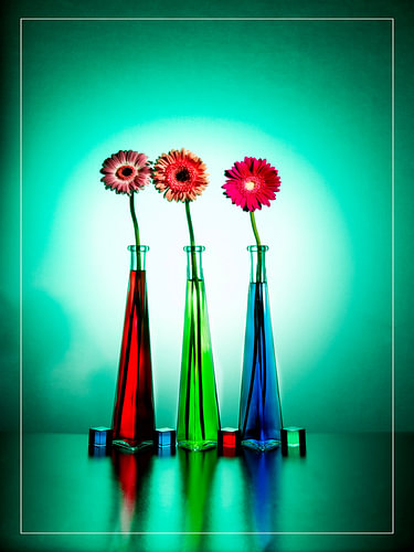 Three gerbera ‘'’ in three triangular vials.