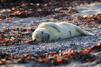 Grijze Zeehond Brul Helgoland Eiland Duitsland