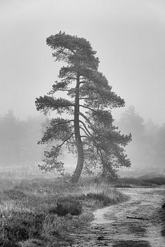 Grand pin dans la brume - noir et blanc sur Ate de Vries