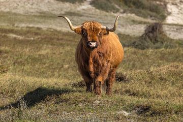 Schotse Hooglander van Menno Schaefer