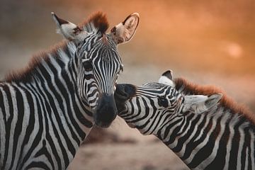 Zebra Kiss by Remco Petersen Photography