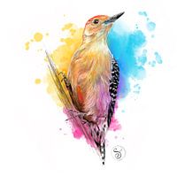 Woodpecker