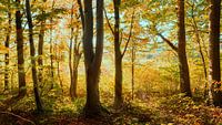 herfstige beukenbossen met avondzon