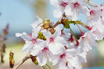 Kersenbloesems sakura roze wit van Ivonne Fuhren- van de Kerkhof