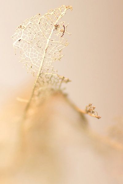 Winter leaf in beige van Marlies Prieckaerts