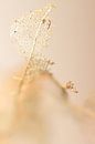 Winter leaf in beige van Marlies Prieckaerts thumbnail