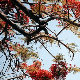 Photographie de la nature et des arbres sur Mei Bakker