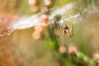 The Spider in her hanging masterpiece