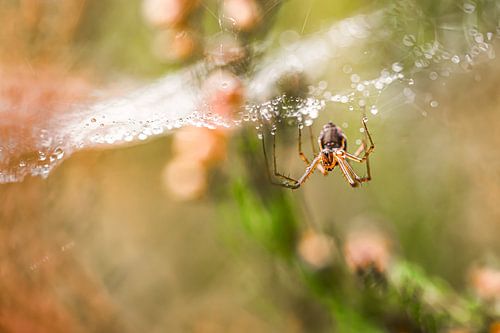 Die Spinne in ihrem hängenden Meisterwerk