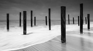 Petten au bord de la mer
