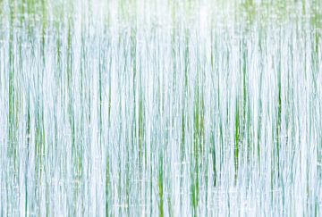 Wasserflora von Danny Slijfer Natuurfotografie