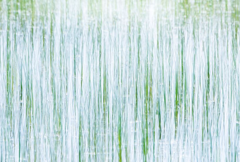 Flore aquatique par Danny Slijfer Natuurfotografie