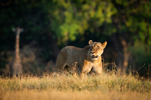 En avant sur Dazmental