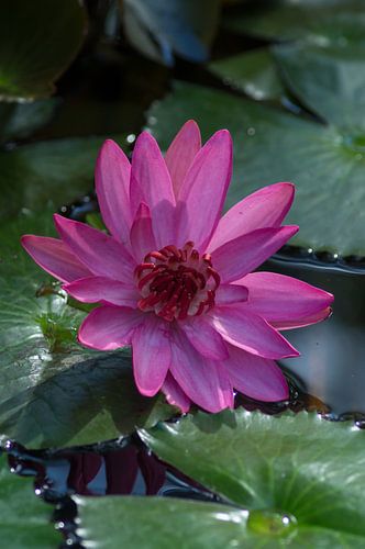 pink water lily