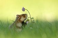 Hamster des champs européen par Vienna Wildlife Aperçu