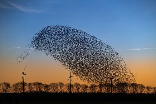 Merveilles de la nature II sur Chris Biesheuvel I  Dream Scapes