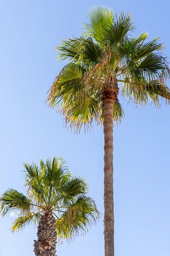 Oude palmboom in de blauwe lucht, strandboulevard van de stad Rota in Cadiz, Andalusië, Spanje.