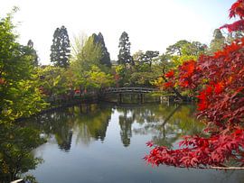 Kyoto Frühling von Daniela Rotaru