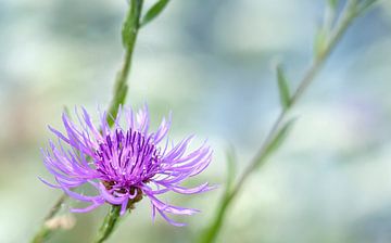 Kornblume von Ellen Driesse