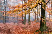 Immer Herbst