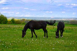 Pferde auf der Koppel von Andreas Völkel