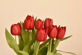 A bouquet of red tulips