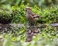 Appelvink met reflectie