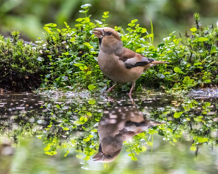 Apple Finch with reflection by Jasmijn Fotografeert