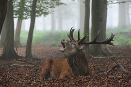 in autumn... Red Deer *Cervus elaphus*