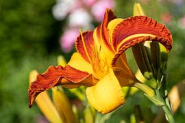 Lis de jour, Hemerocallis