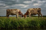 Kühe gegen einen Wolkenhimmel im Machtkampf von Leon Doorn Miniaturansicht