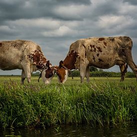 Cows against a cloud sky in power struggle by Leon Doorn