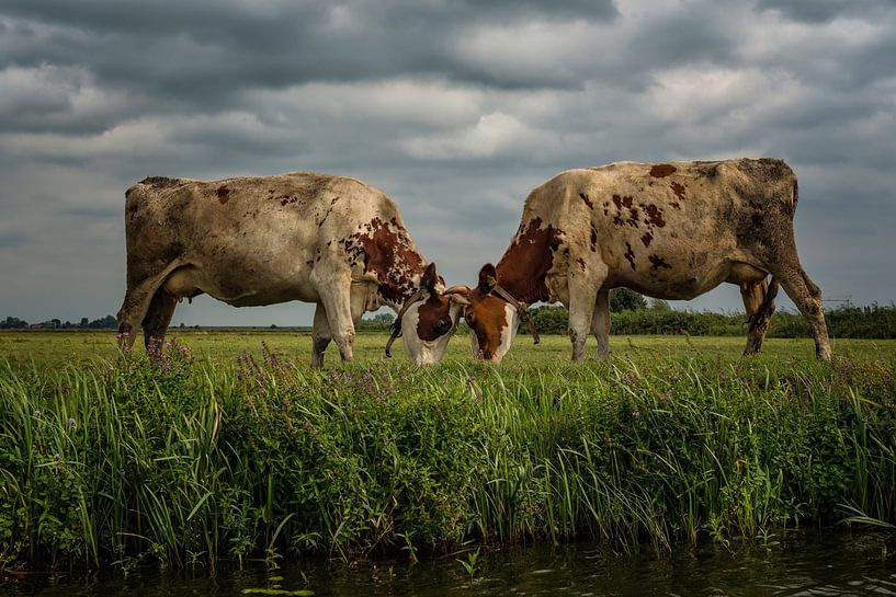 Kühe gegen einen Wolkenhimmel im Machtkampf von Leon Doorn