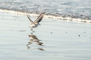 Jeu d'été au bord de la mer - Oiseau de plage errant
