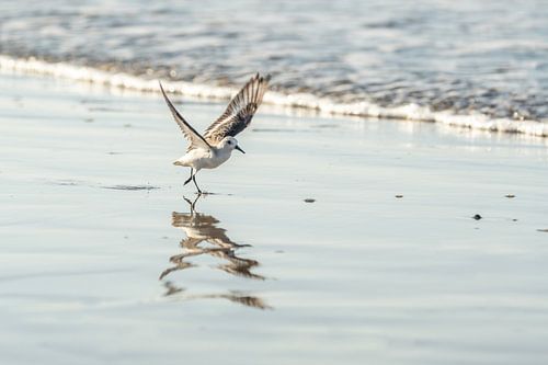 Zomerspel aan Zee Wandelende Strandvogel