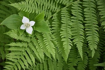 Een bloem in de tuin van Claude Laprise