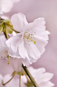 Japanese cherry blossom by Violetta Honkisz
